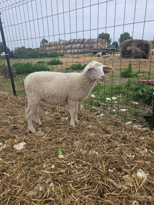 Owca baranek mleczny fryz / lacaune baran tryk