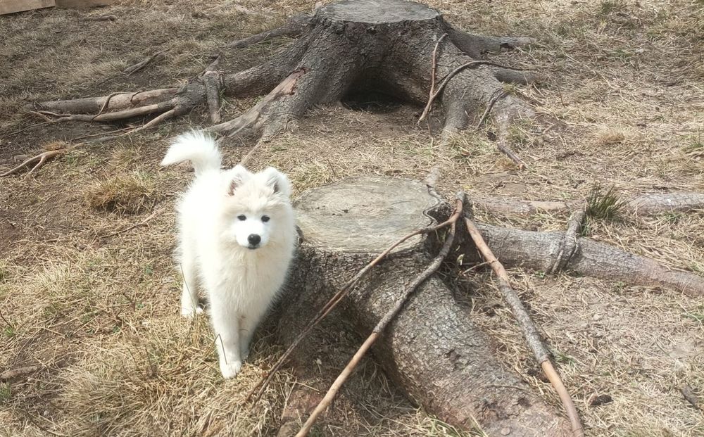 Piękny Piesek Samoyed