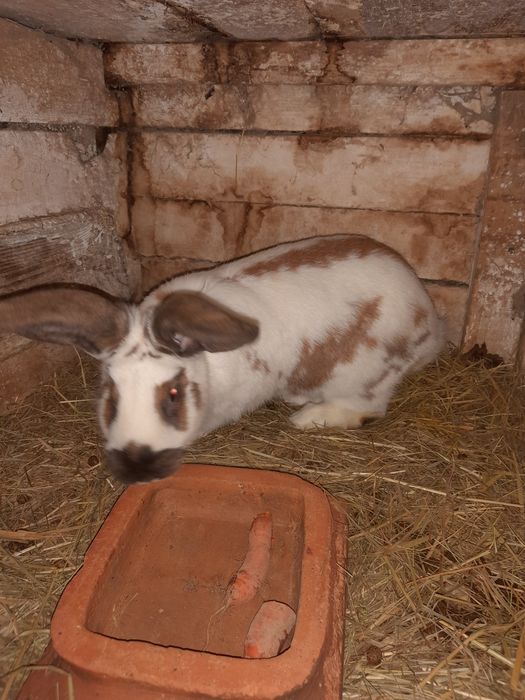 Króliki - samce I samice