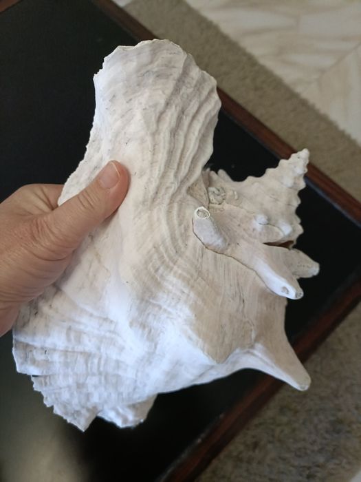 Concha aranha gigante