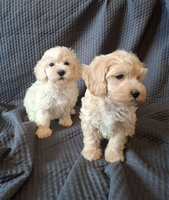 Piesek Maltipoo    .