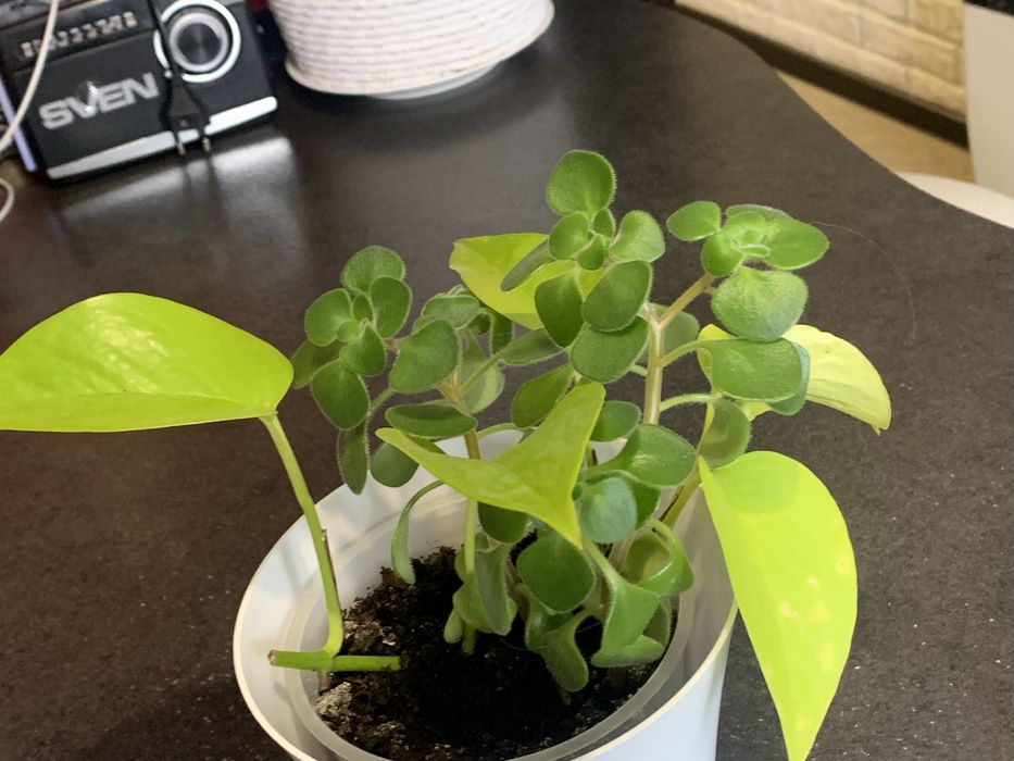 Комнатные растения