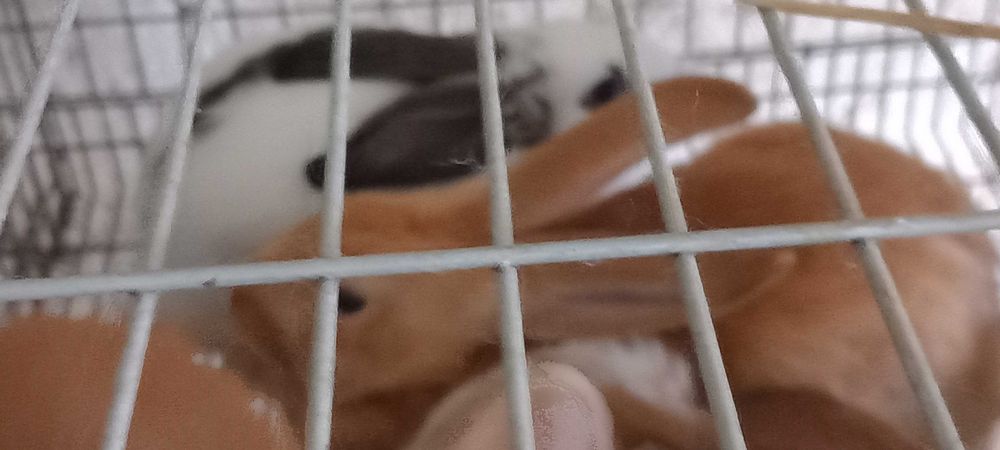 Vendo coelhos de raça grande