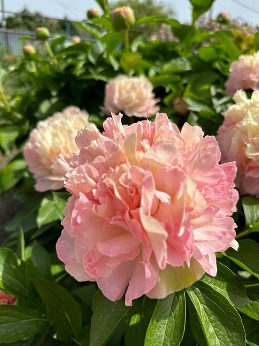 Пион Lois Choice