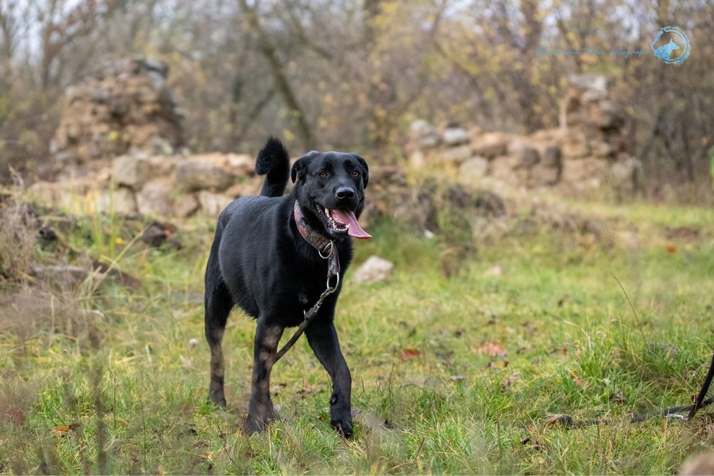 Czarny, radosny labrador. Duży pies w schronisku dla zwierząt. Adopcja