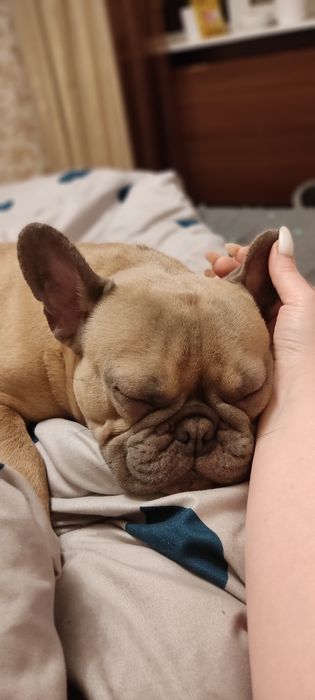 Французький бульдог на в'язку