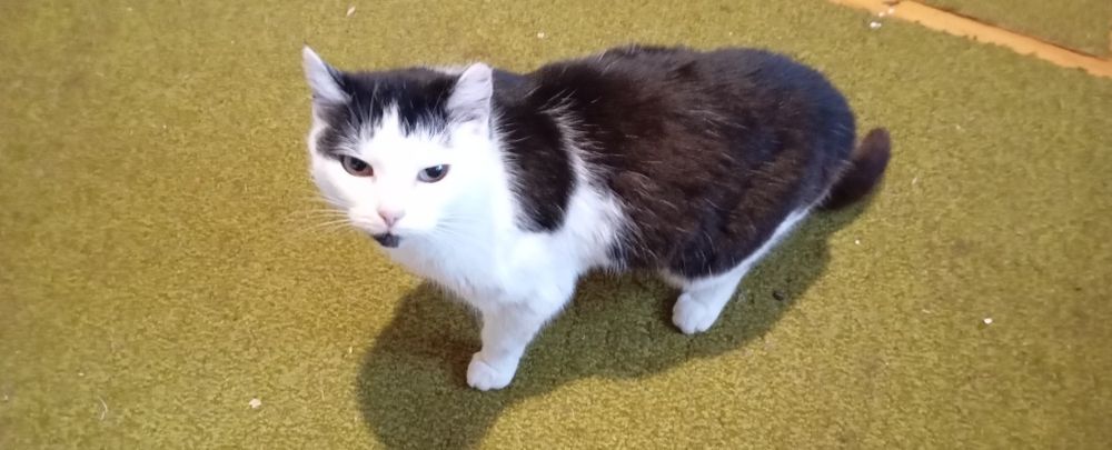 Віддам кішку, безкоштовно