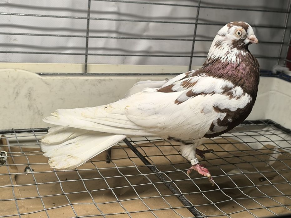 Gołębie zamojskie czerwono rabe, zmienniaki