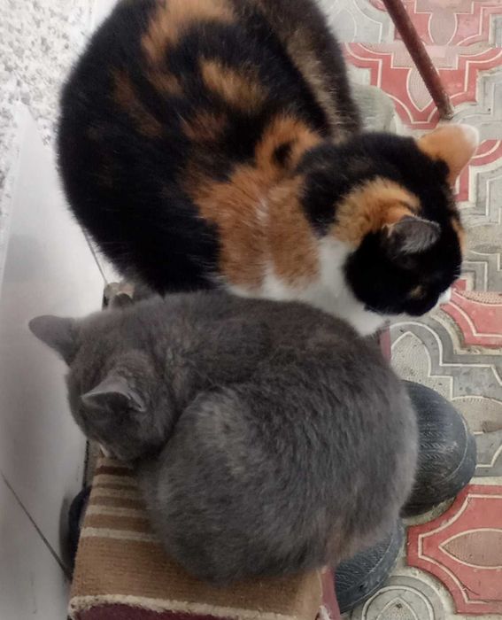 Кошенята бездомні 1 місяць