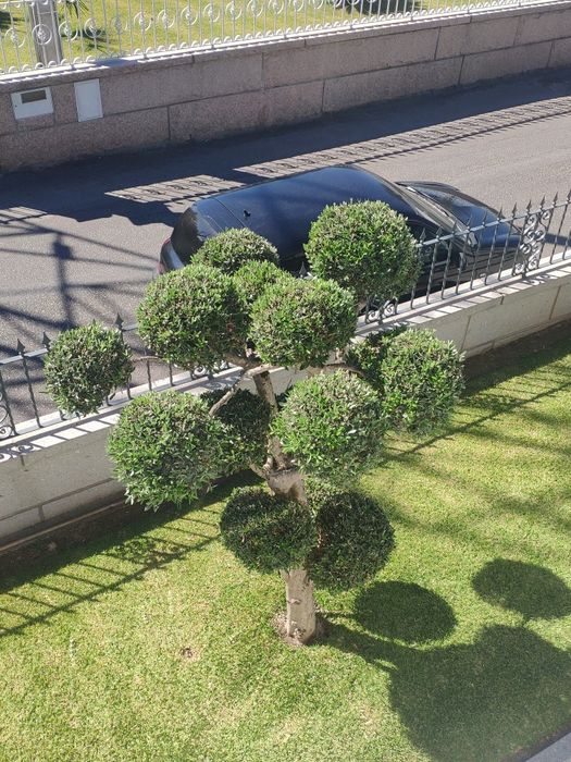 Oliveira para jardim