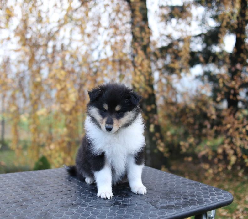 Owczarek szkocki długowłosy FCI sunia tricolor