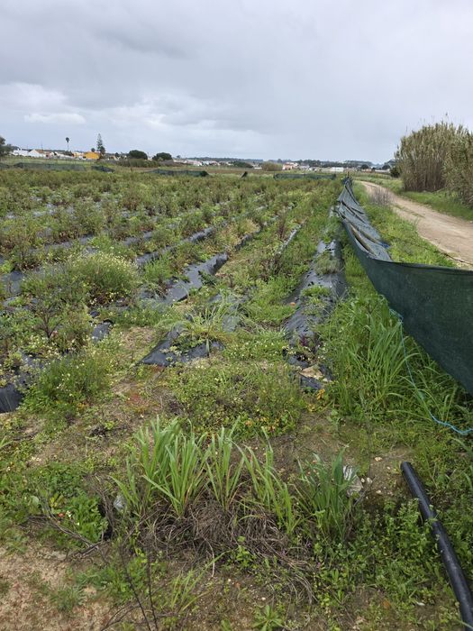 Terreno rustico com furo