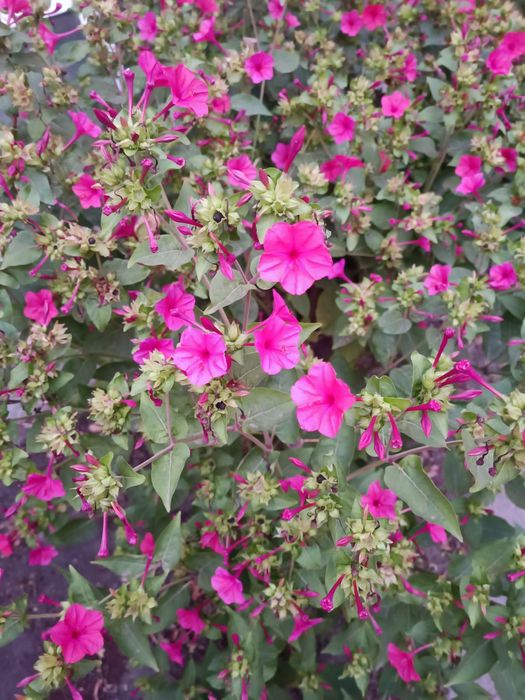 Семена цветов мирабилис(ночная красавица)