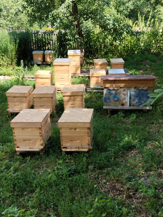 Продаються бджоло сім'ї