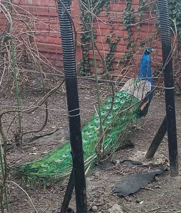 Pawie indyjskie dla Twojego ogrodu . Samce i samice.