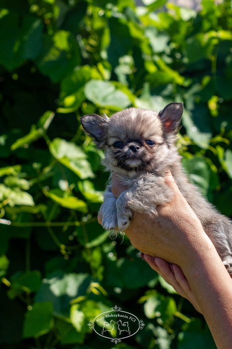 Chihuahua długowłosa z metryką FCI