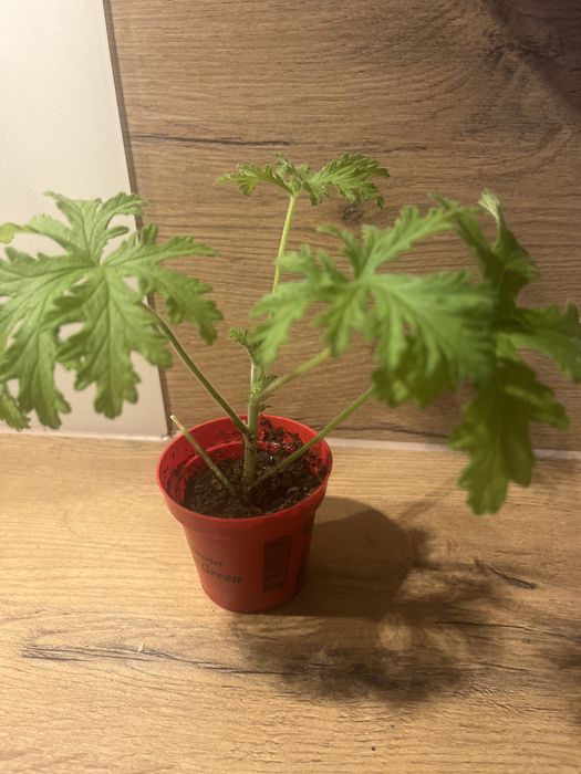 Geranium Anginka