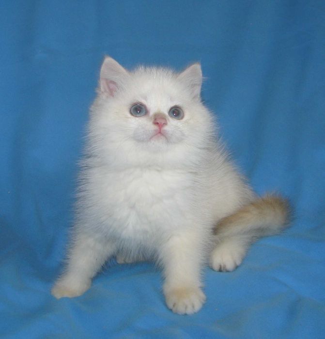 Гарненький британський хлопчик