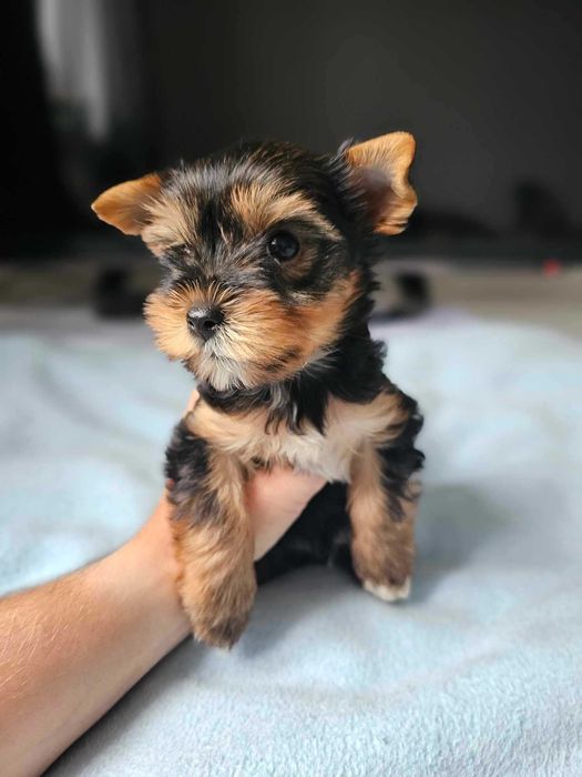 Dziewczynka Yorkshire Terrier Śliczna Malutka Chip Wyprawka Rodowód