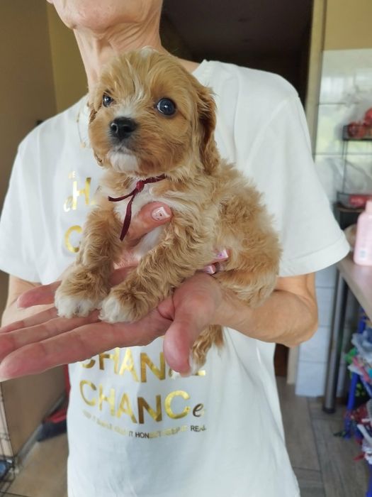 Cavapoo pieski.!