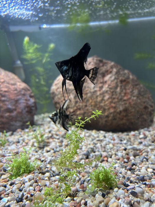 Skalary  10 cm.    Wysyłka