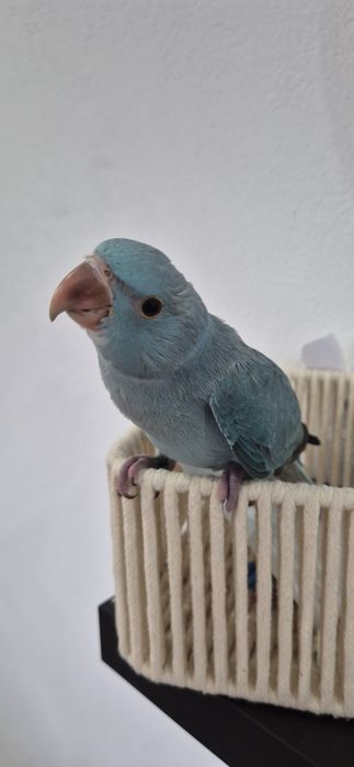Ring nek azul criado a mão