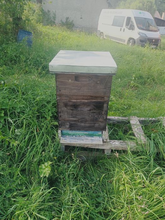 Sprzedam ule dadanta