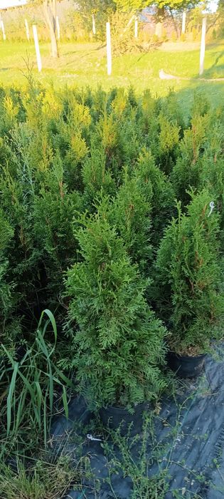 Tuje szmaragd 70-80 cm