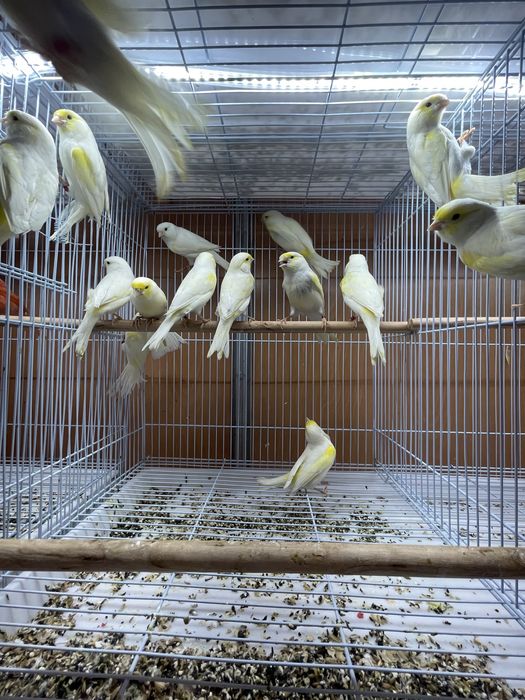 Canarios Arlequim Português, vermelhos intensos etc