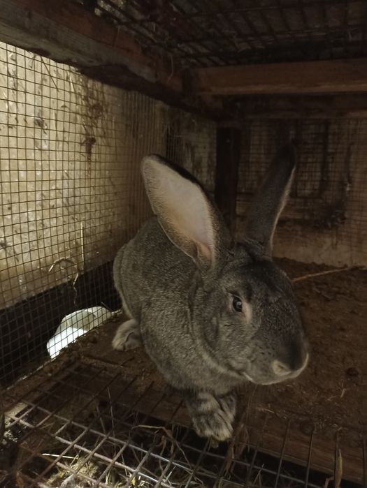 Продаю кролі різних порід