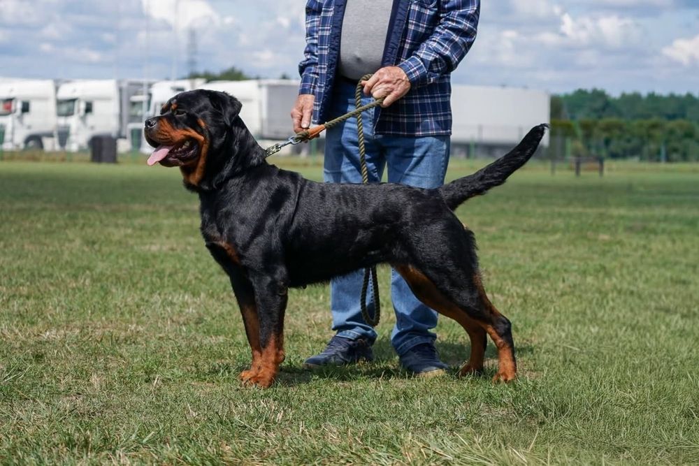 Rottweiler  szczeniak pies