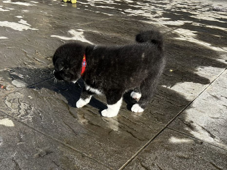 Femea akita inu brindle excelente linhagem