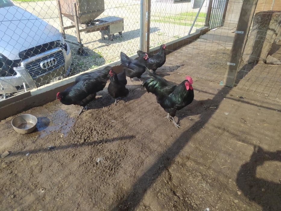 Jajka kur rasy Astralorp