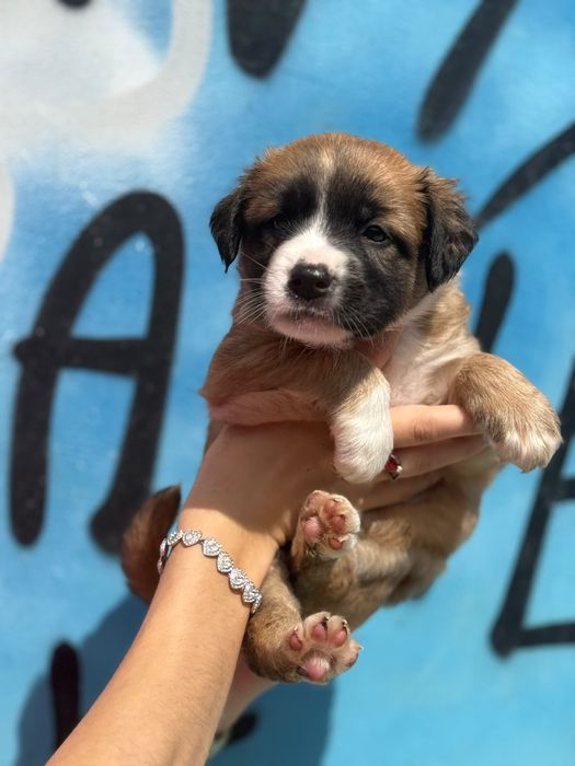 Aurora - suczka szczeniak do adopcji