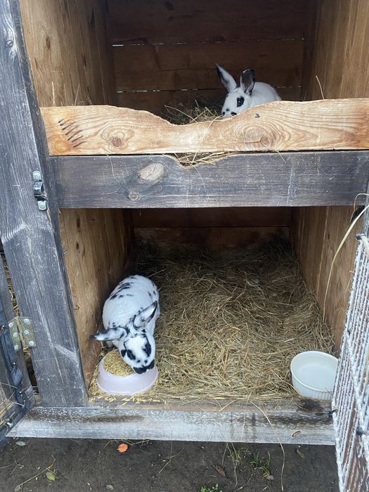 Sprzedam klatke dla królików 6 komorową dużą