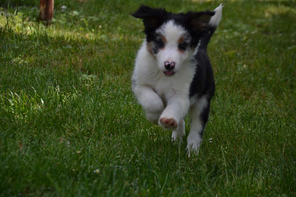 Border Collie piesek