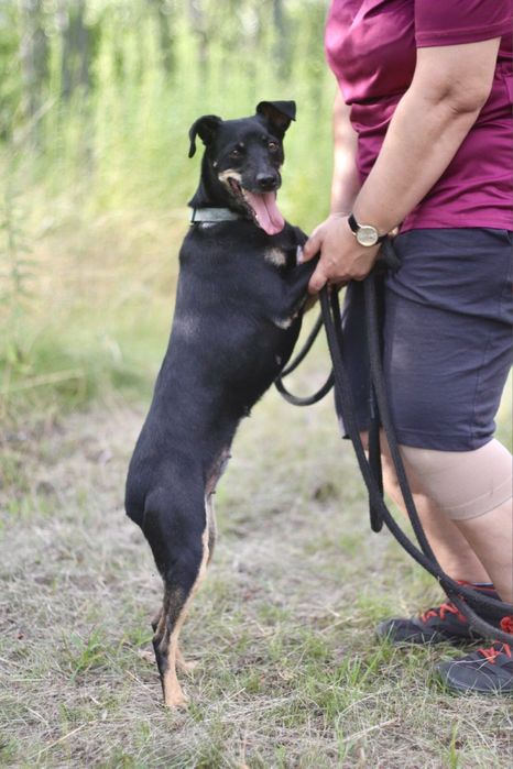 Śliczna, wesoła i energiczna Sonia poleca się do adopcji!