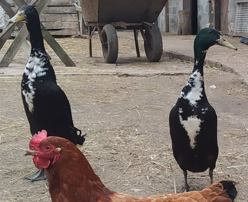 Kaczor biegusa indyjskiego