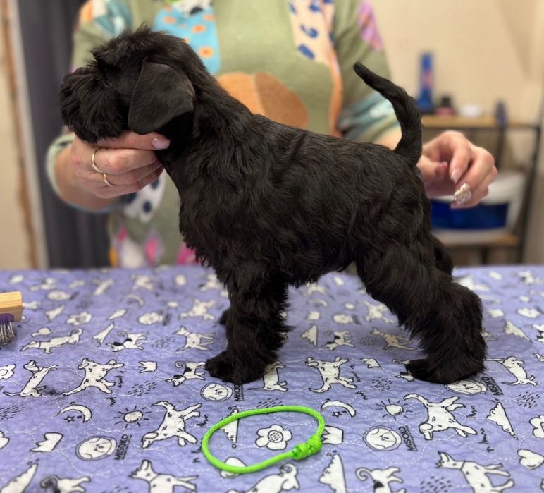 Sznaucer Miniaturowy FCI ZKwP gotowy do odbioru