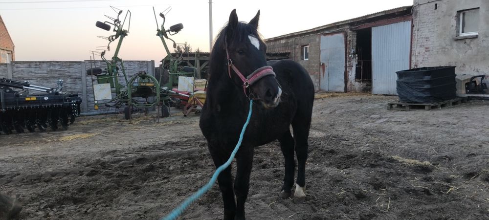 Sprzedam rocznego ogierka