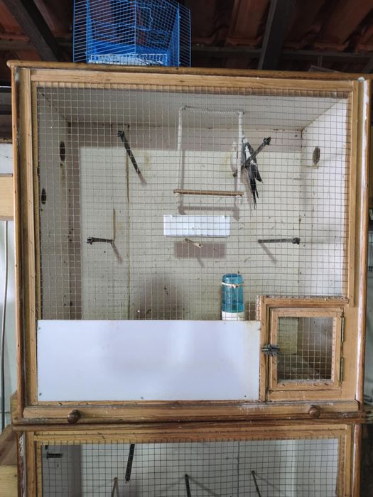 Caturras e viveiros (preços no anuncio)