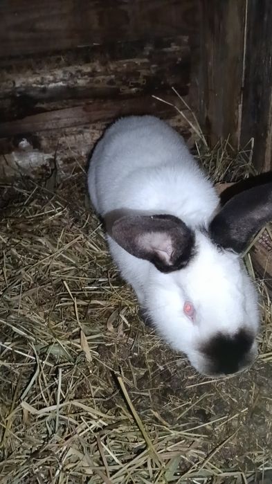 Sprzedam samca kalifornijskiego czarnego