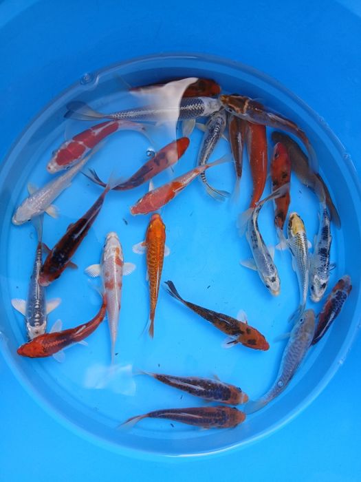 Carpas  koi 15cm