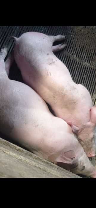 Продам свиней живою вагою