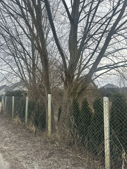 Oddam drewno na opał za uprzatniecie posesji