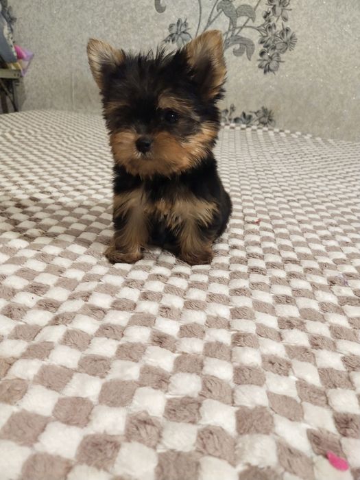 Хлопчик породи йорк шукає родину.