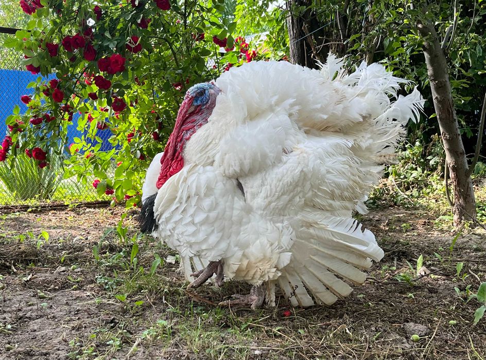 Індик БІГ 6 важковаговик добовий