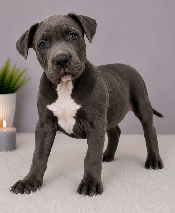 Cudowny piesek Amstaff blue!