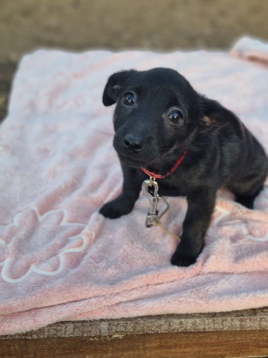 Piękna suczka szuka domu