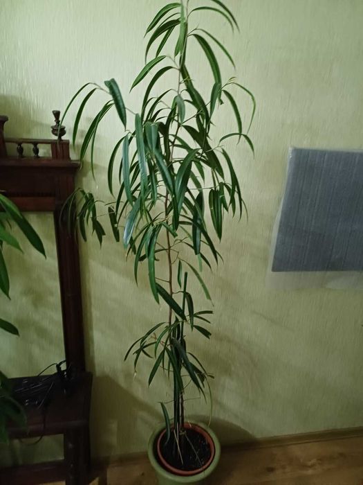 Лимон домашній РОЗПРОДАЖ сорт Павлівський Фікус крупномір Алі